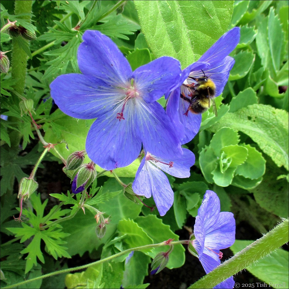IMG_7765 blue geranium and bee