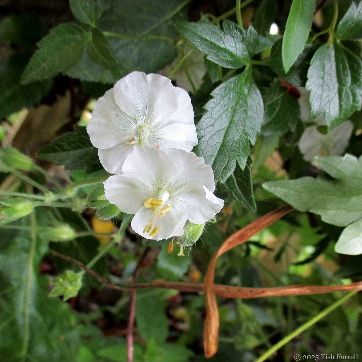 IMG_7776 geranium phaeum alba