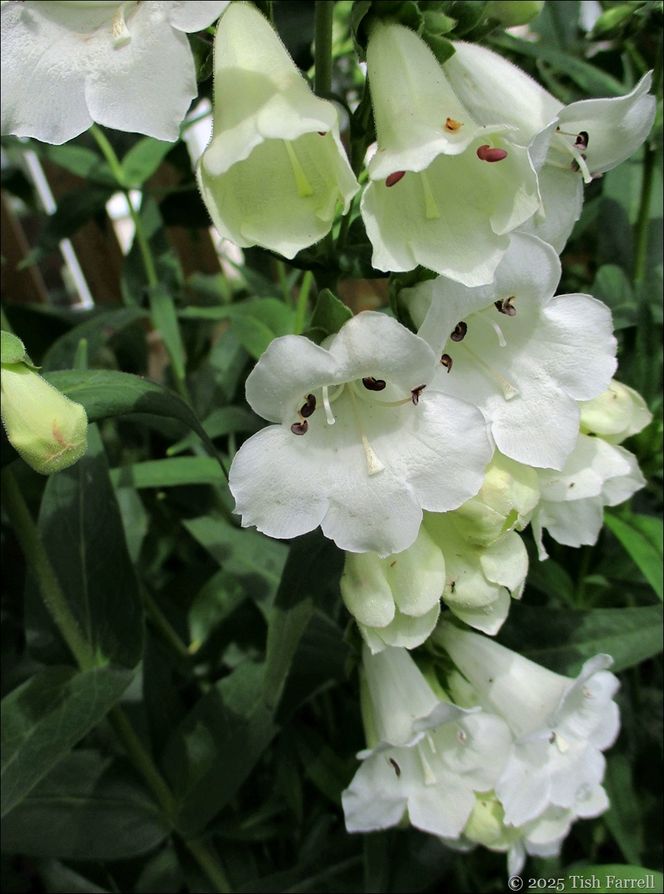 IMG_7777 perennial foxglove