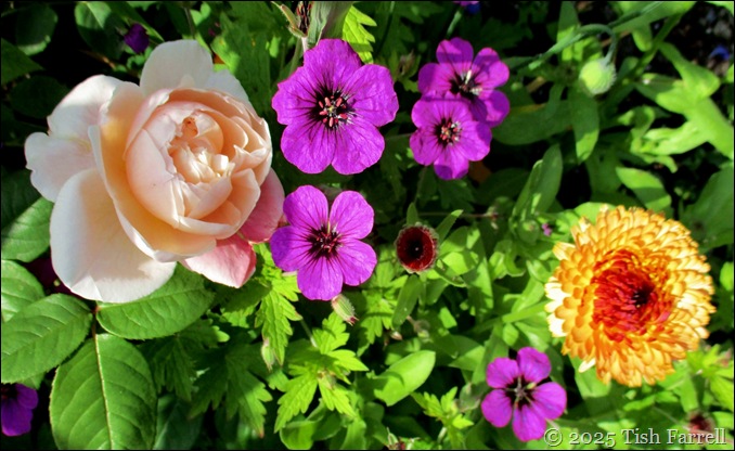 IMG_7792 wall border header