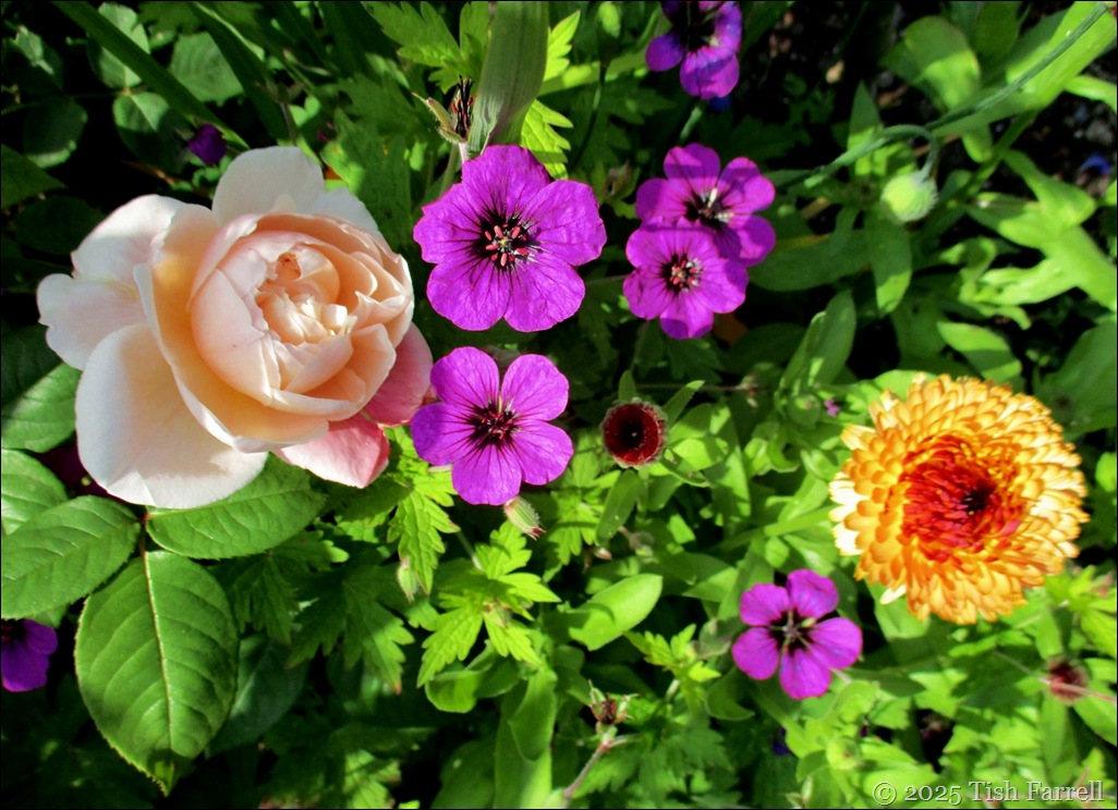 IMG_7792 wall border