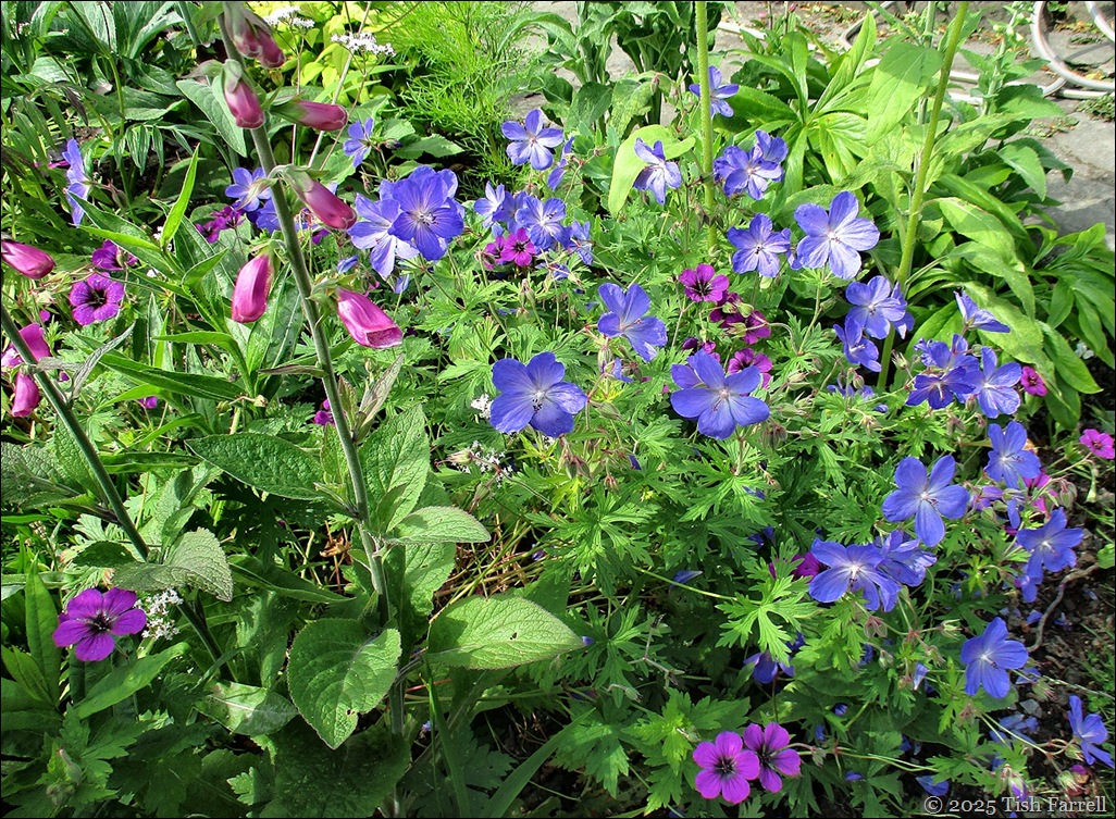 IMG_7797 wall border 2