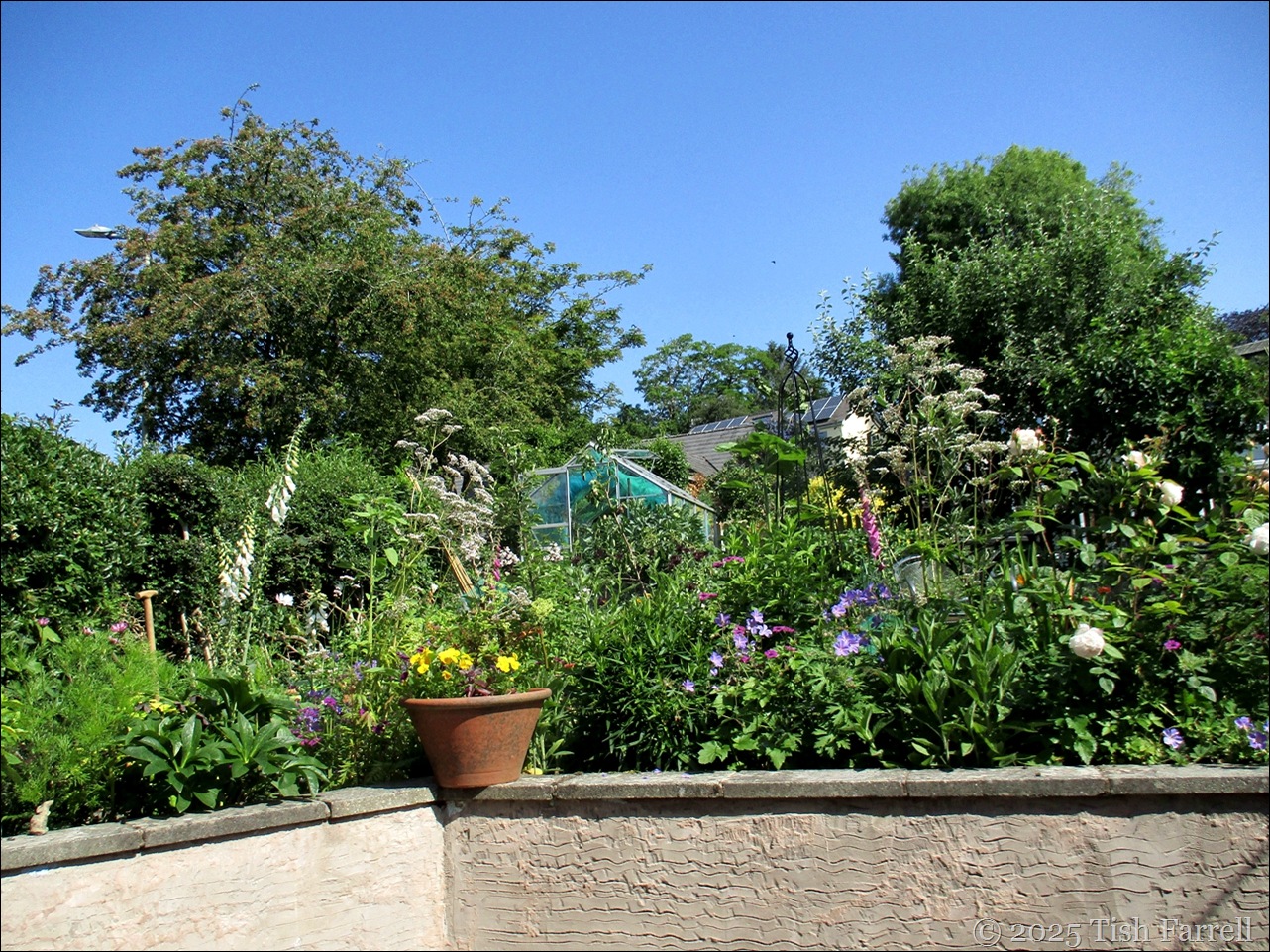 IMG_7887 wall border