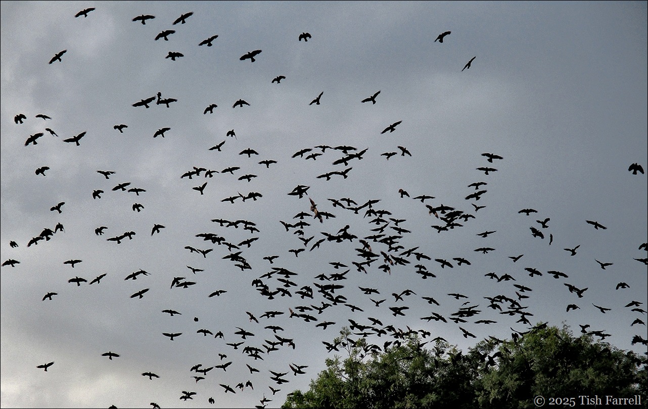 IMG_7897 jackdaw header