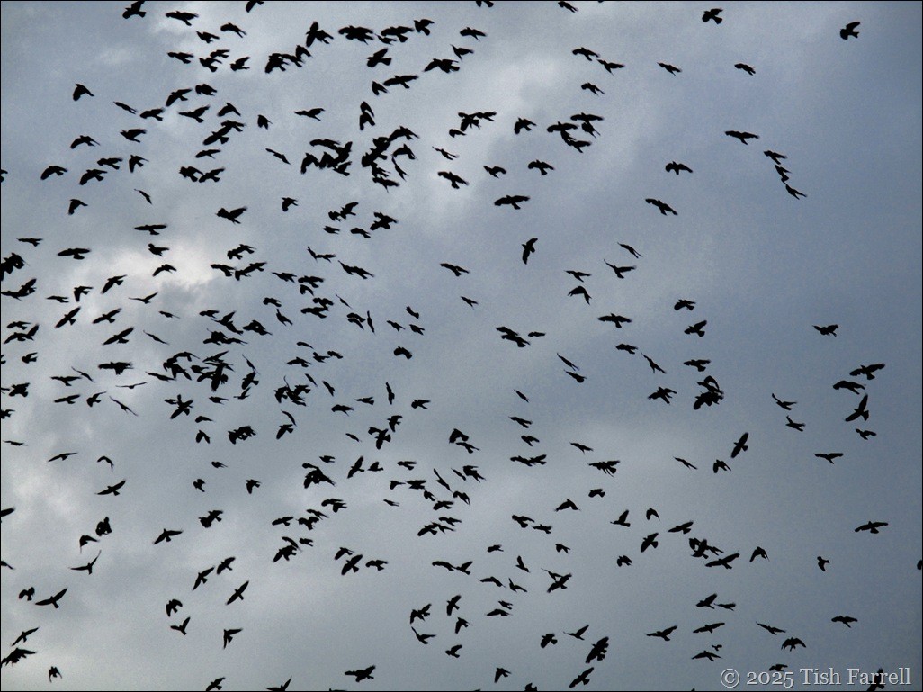 IMG_7898 jackdaws 4