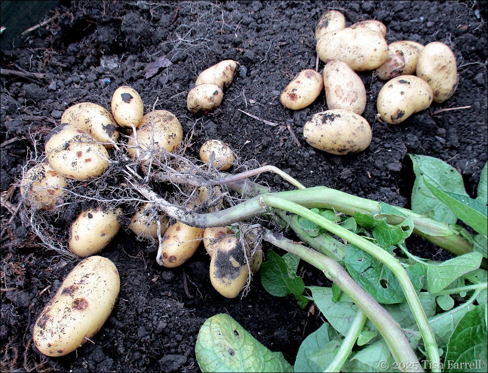 IMG_7943 belle de fontenay 2