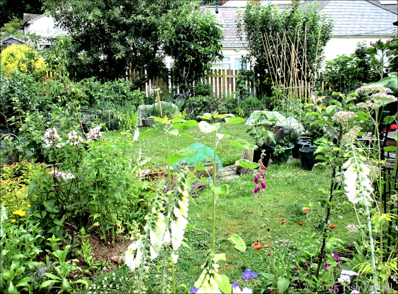 IMG_7953 back garden