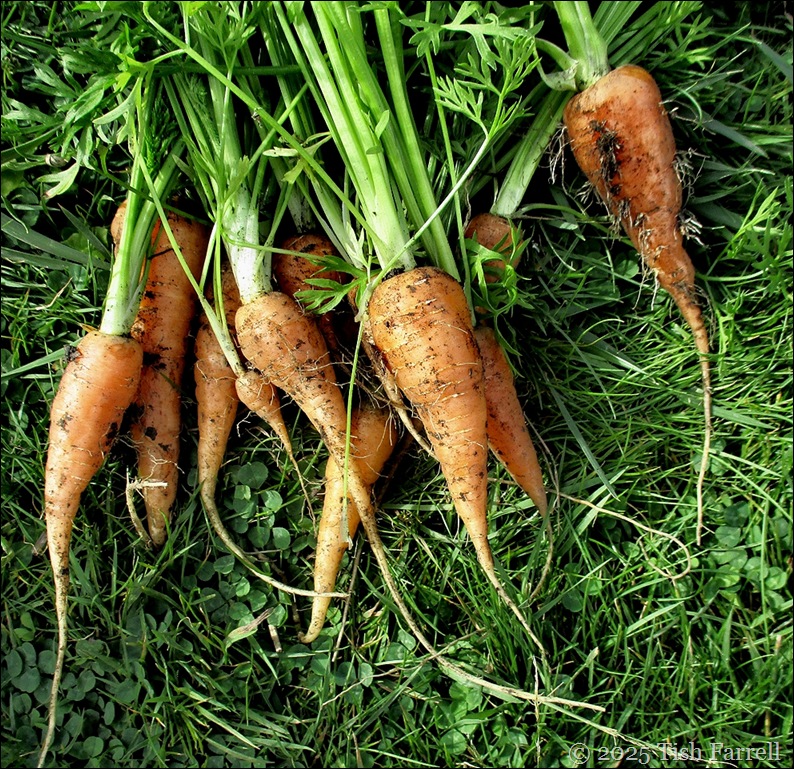 IMG_7964 carrots