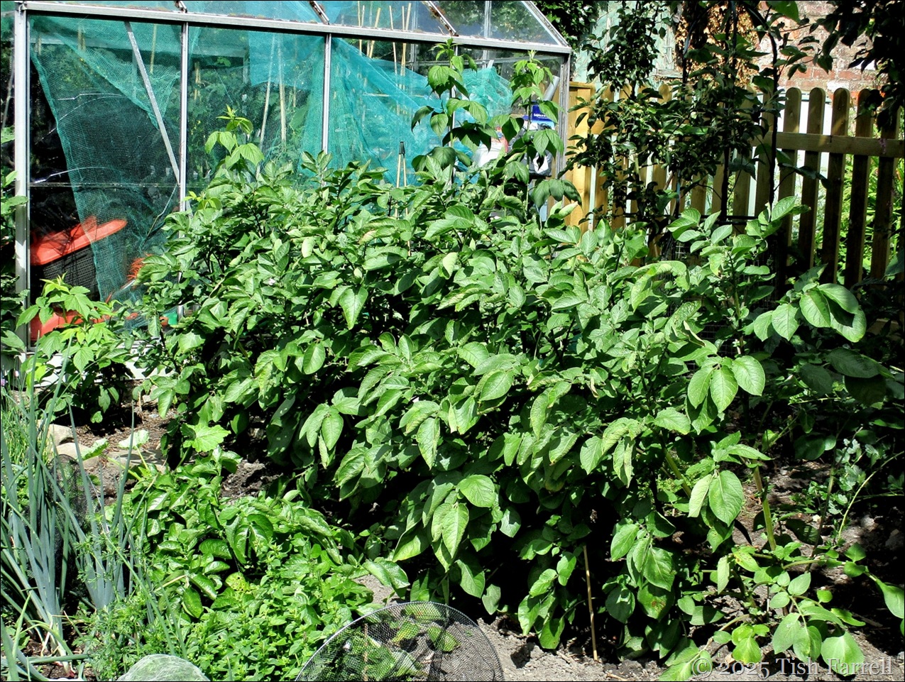 IMG_7971 rooster potatoes