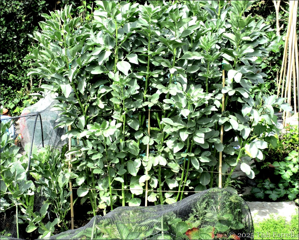 IMG_7975 field beans 3