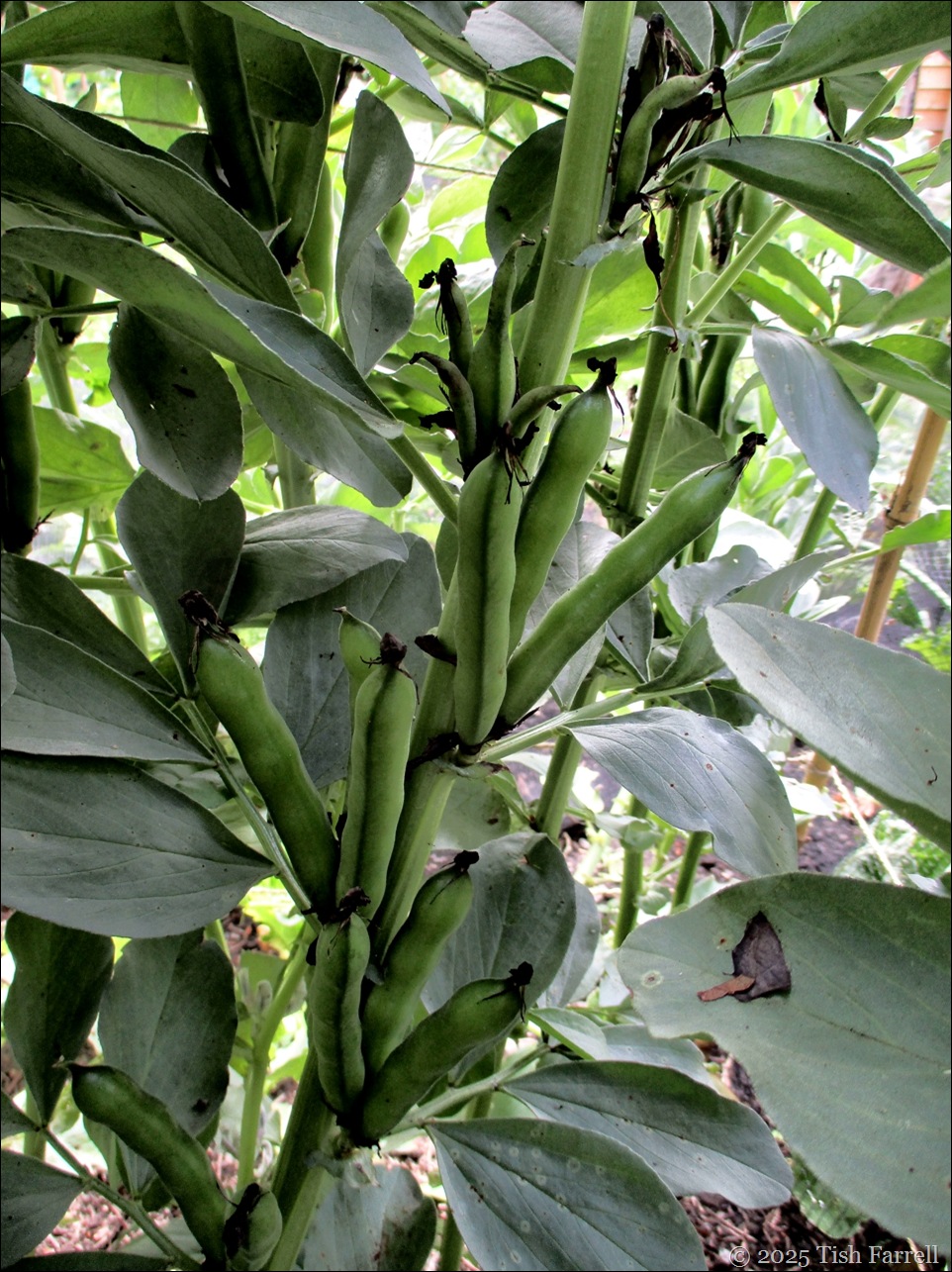 IMG_7977 field beans 2