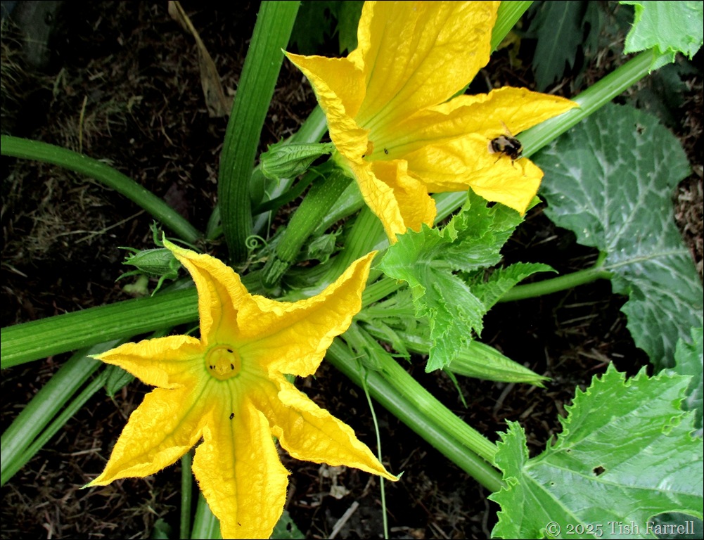 IMG_7982 courgettes