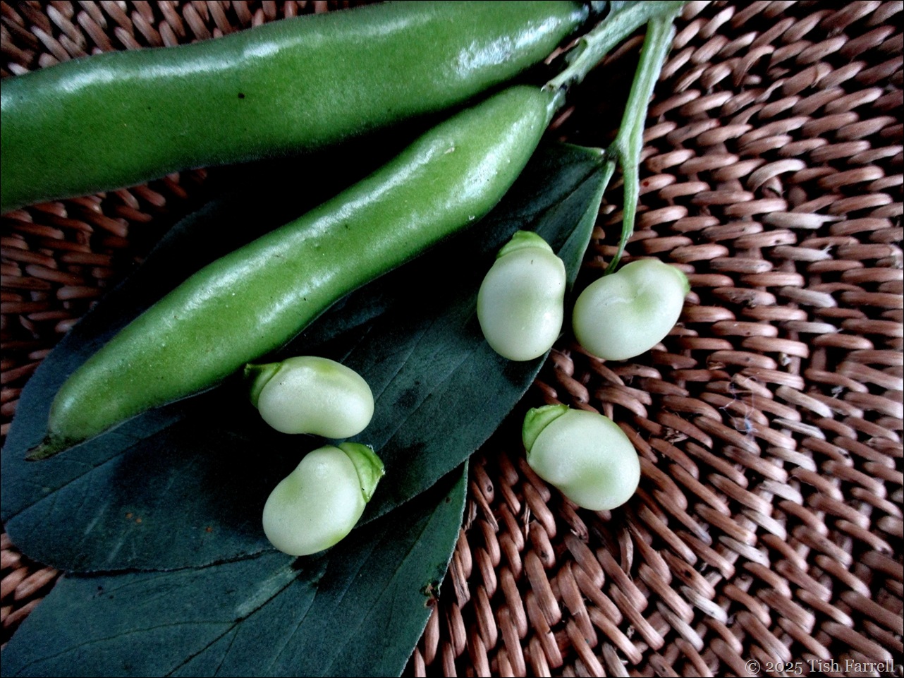 IMG_7992 field beans