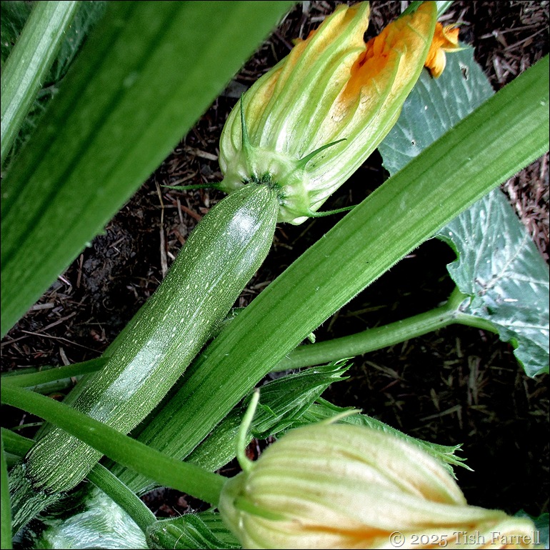 IMG_7999 courgette 2