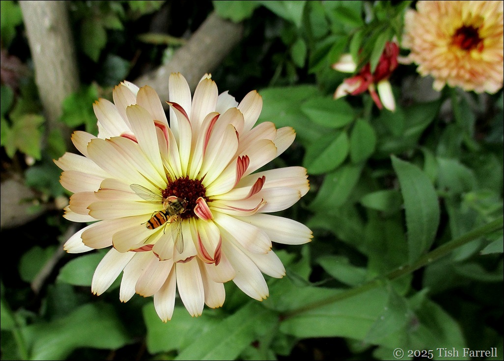 IMG_8007 marigold sherbet fizz