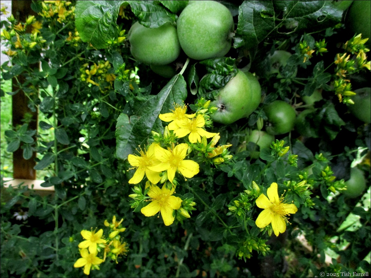 IMG_8037 st john's wort