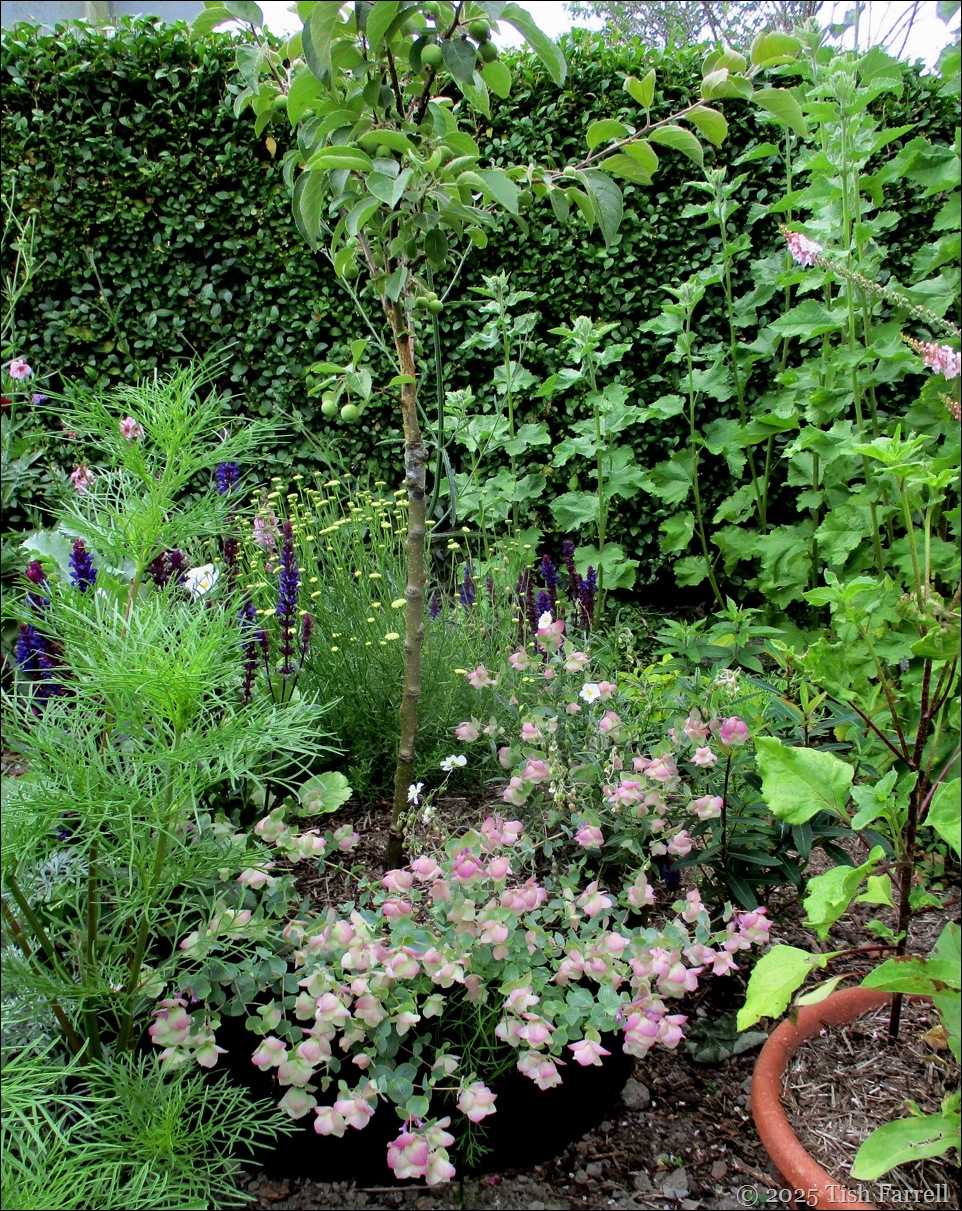 IMG_8047 front garden