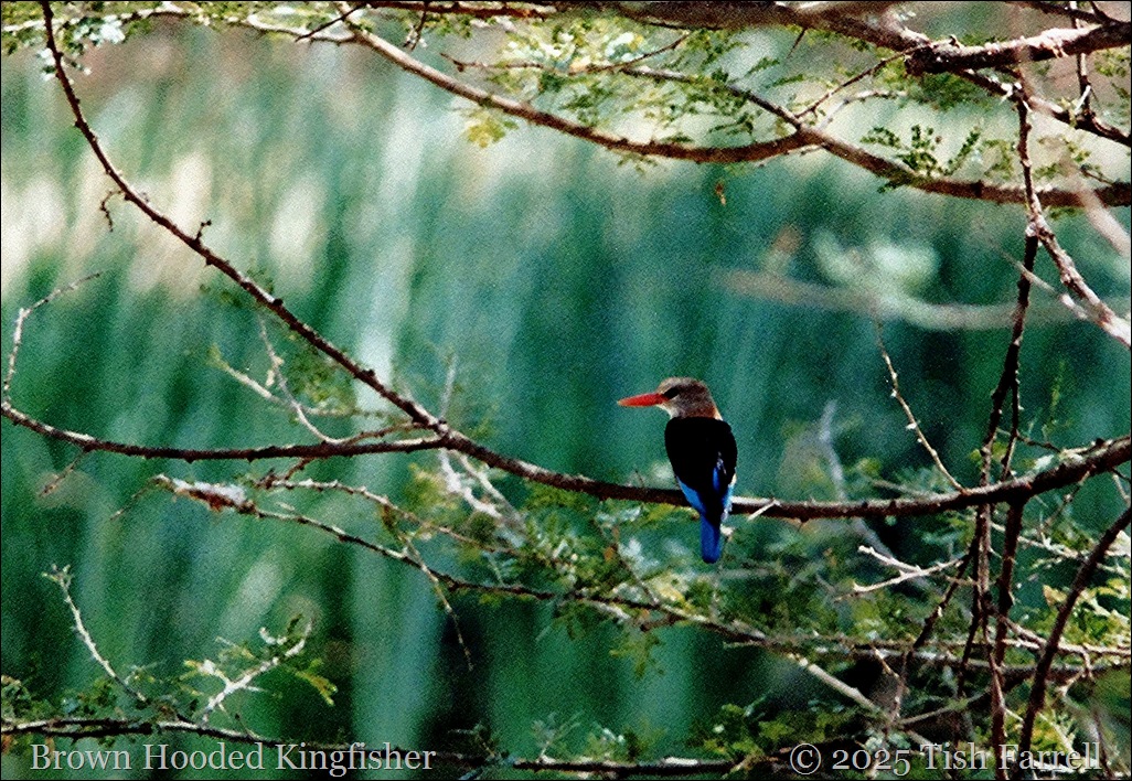 brown hooded kingfisher