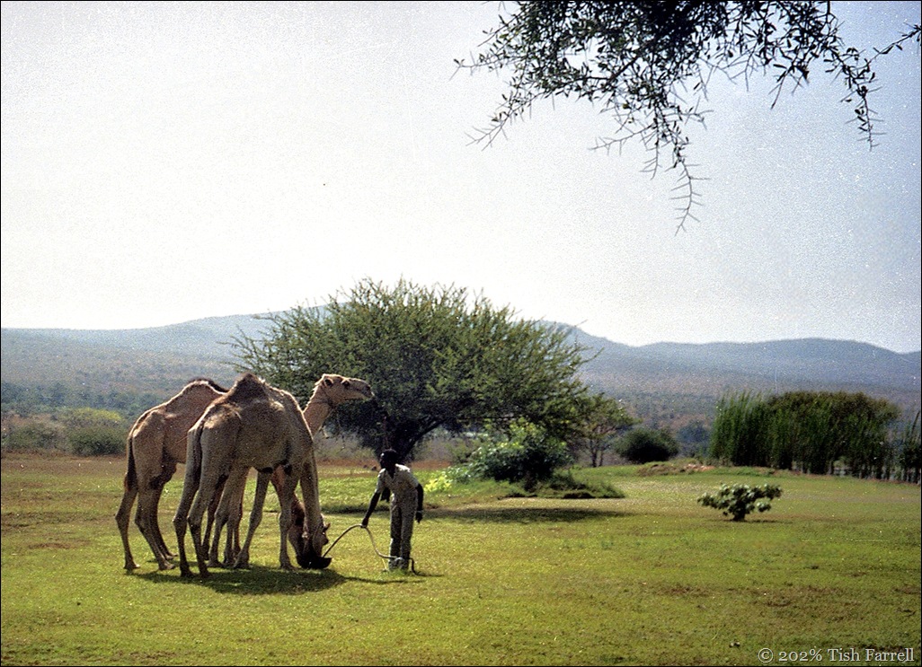 camels and bush country