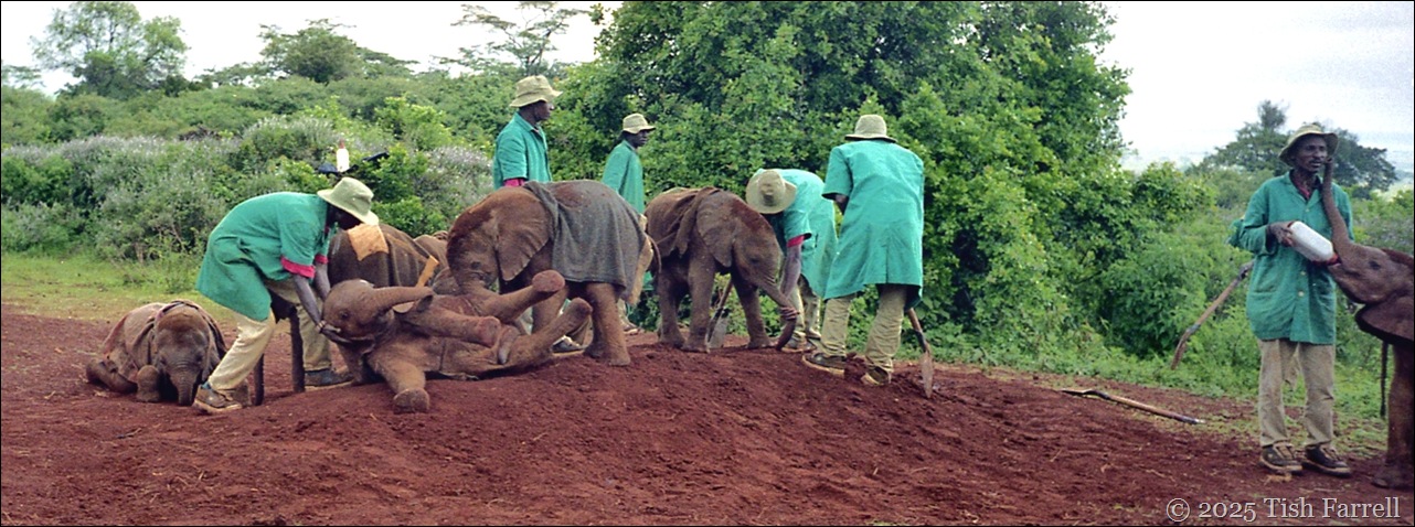 ele orphanage header