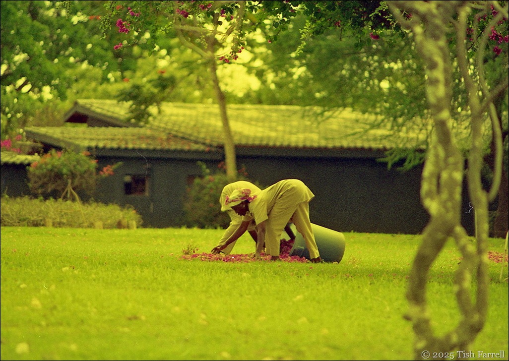 gardening non-stop