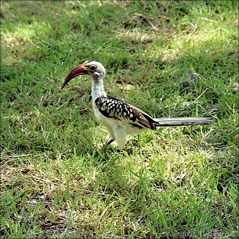 img055 red billed hornbillsq