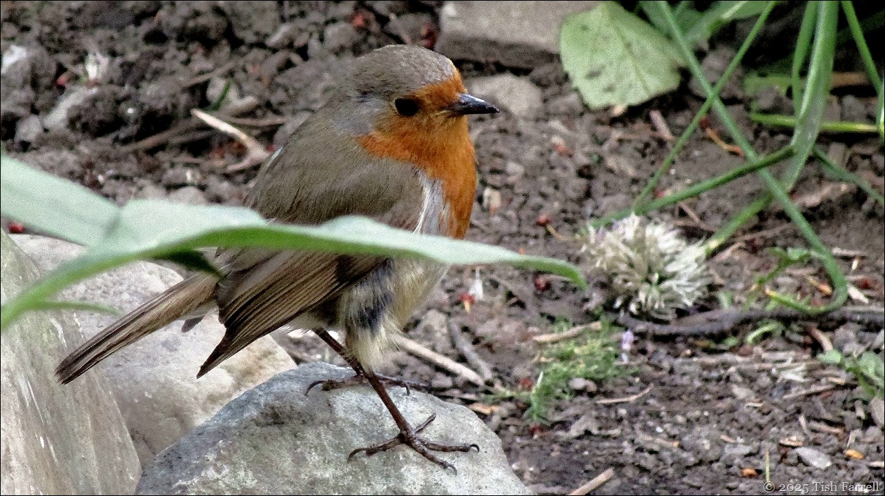 IMG_7727 robin header