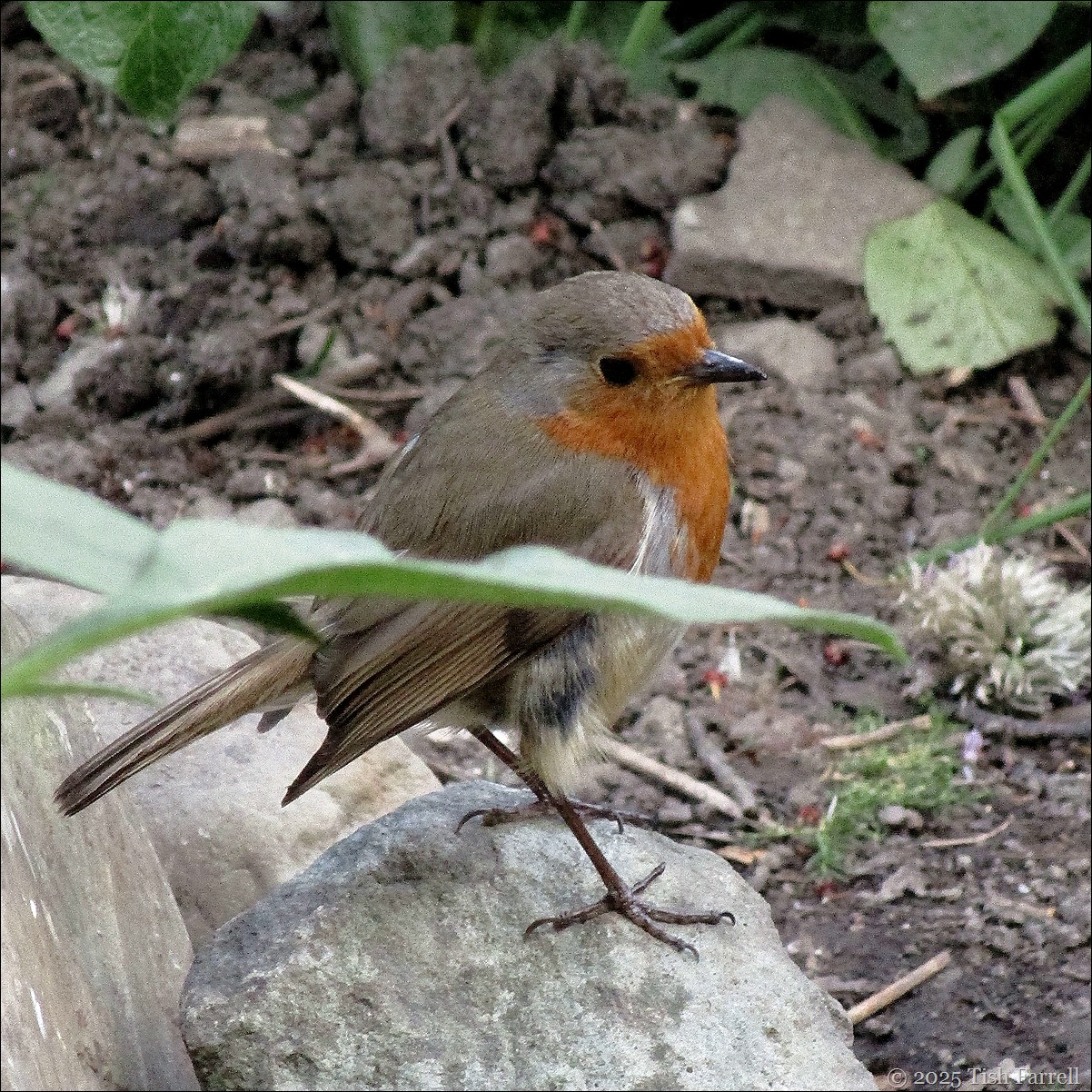 IMG_7727 robin