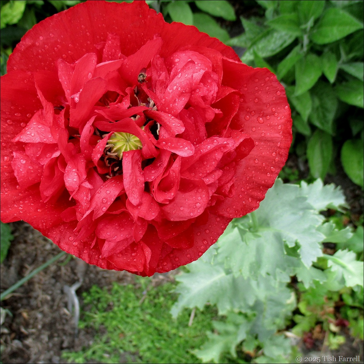 IMG_8014 poppy
