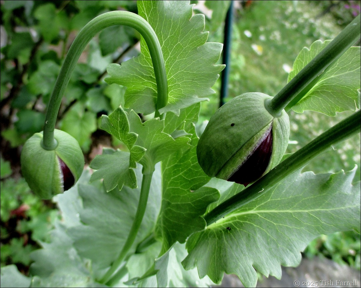 IMG_8018 poppy buds