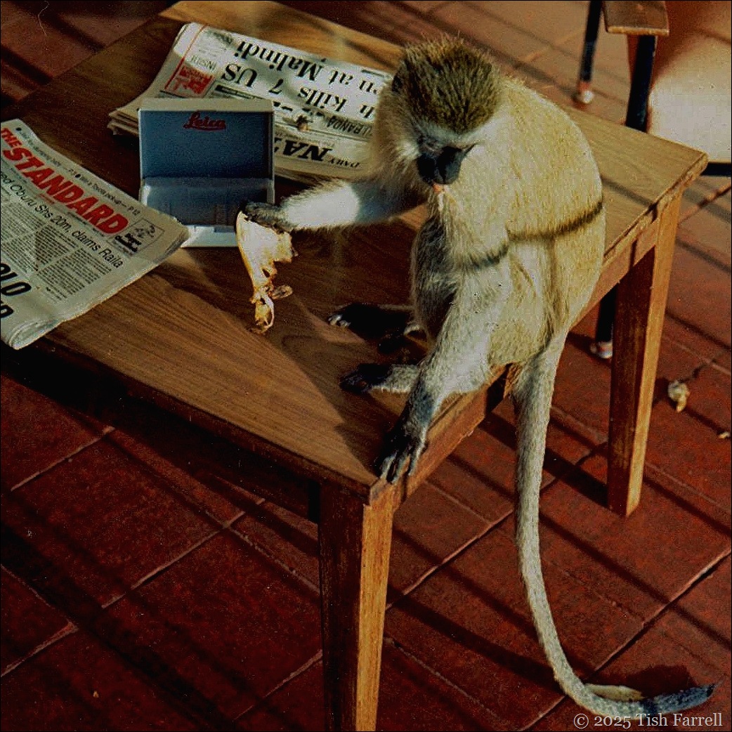 Kiboko ed vervet raid