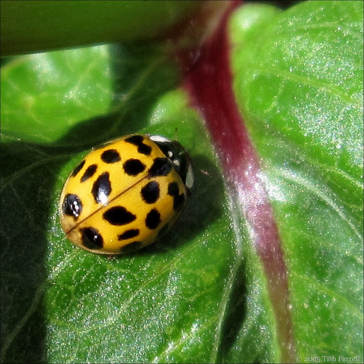ladybird 22 spot