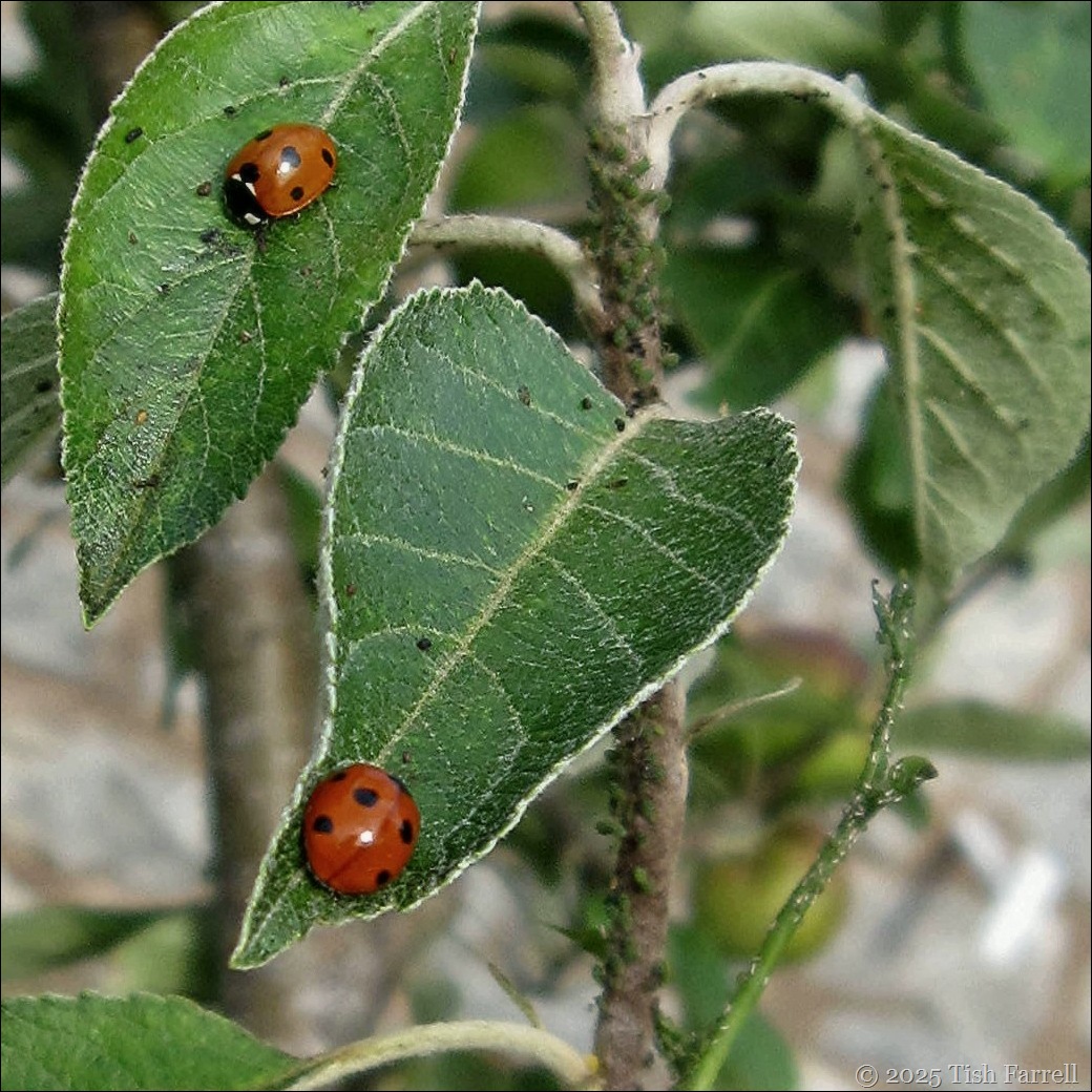 ladybirds