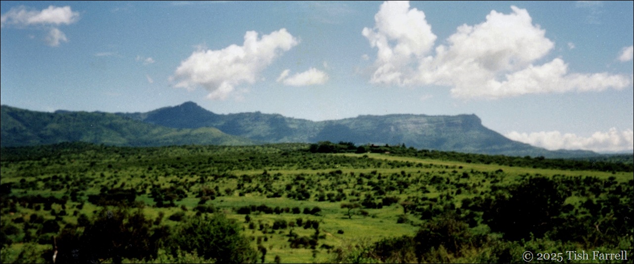 Taita after rain header