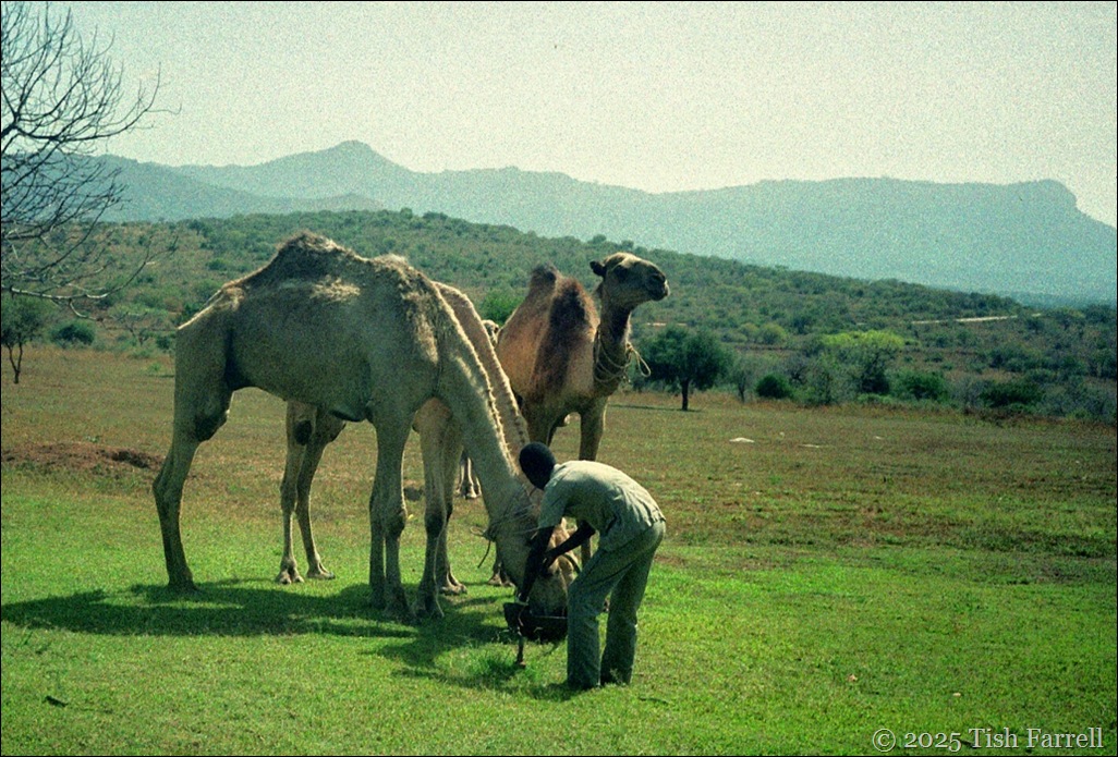 Taita Hilton - camels in the garden ed