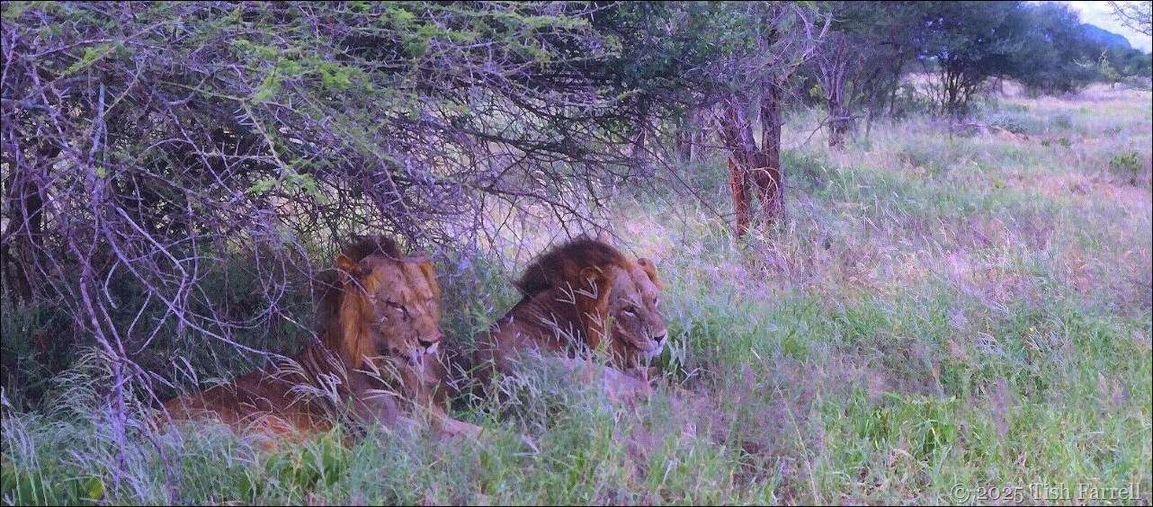 Taita lions header