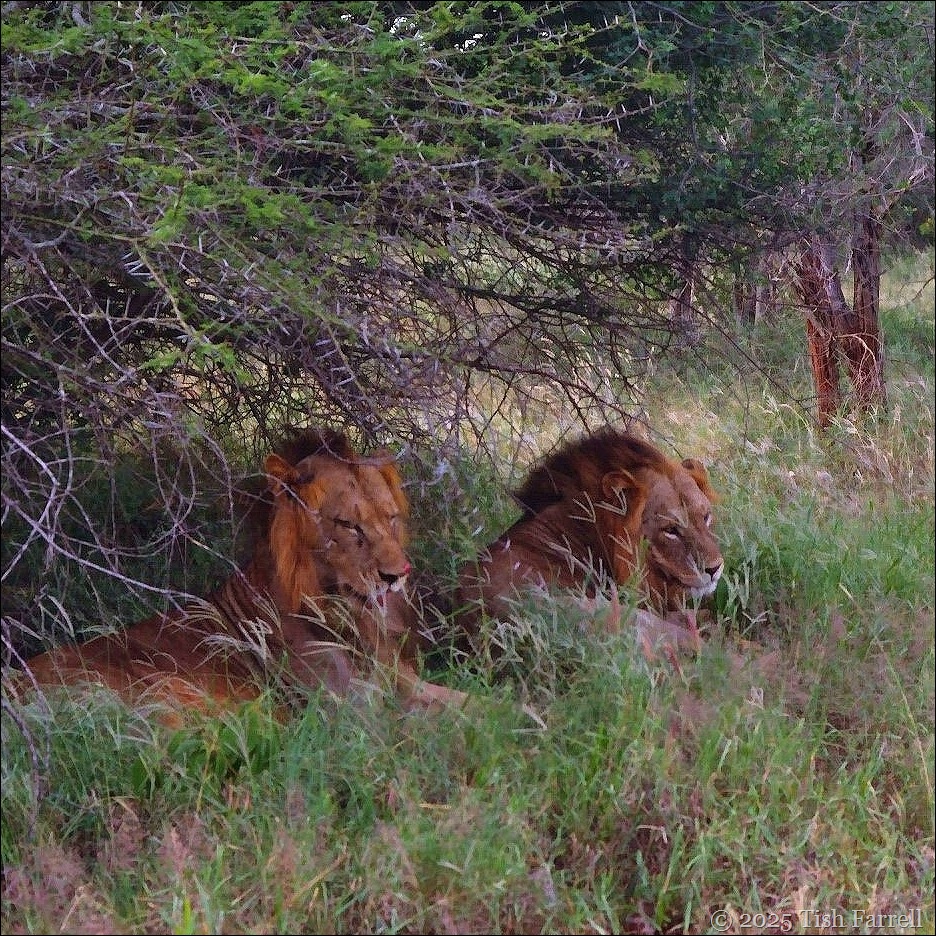 Taita lions sq