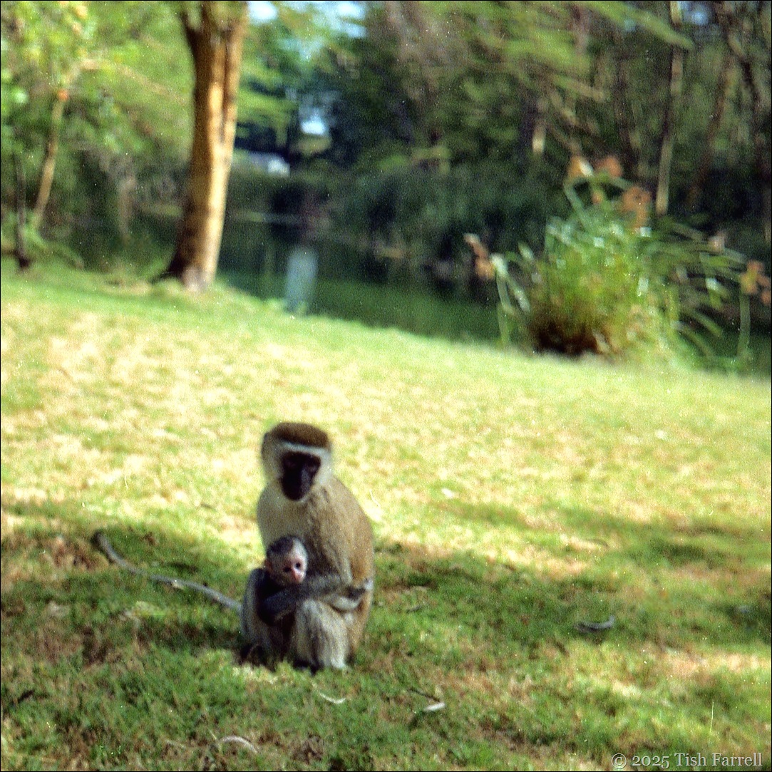 vervet and child ed