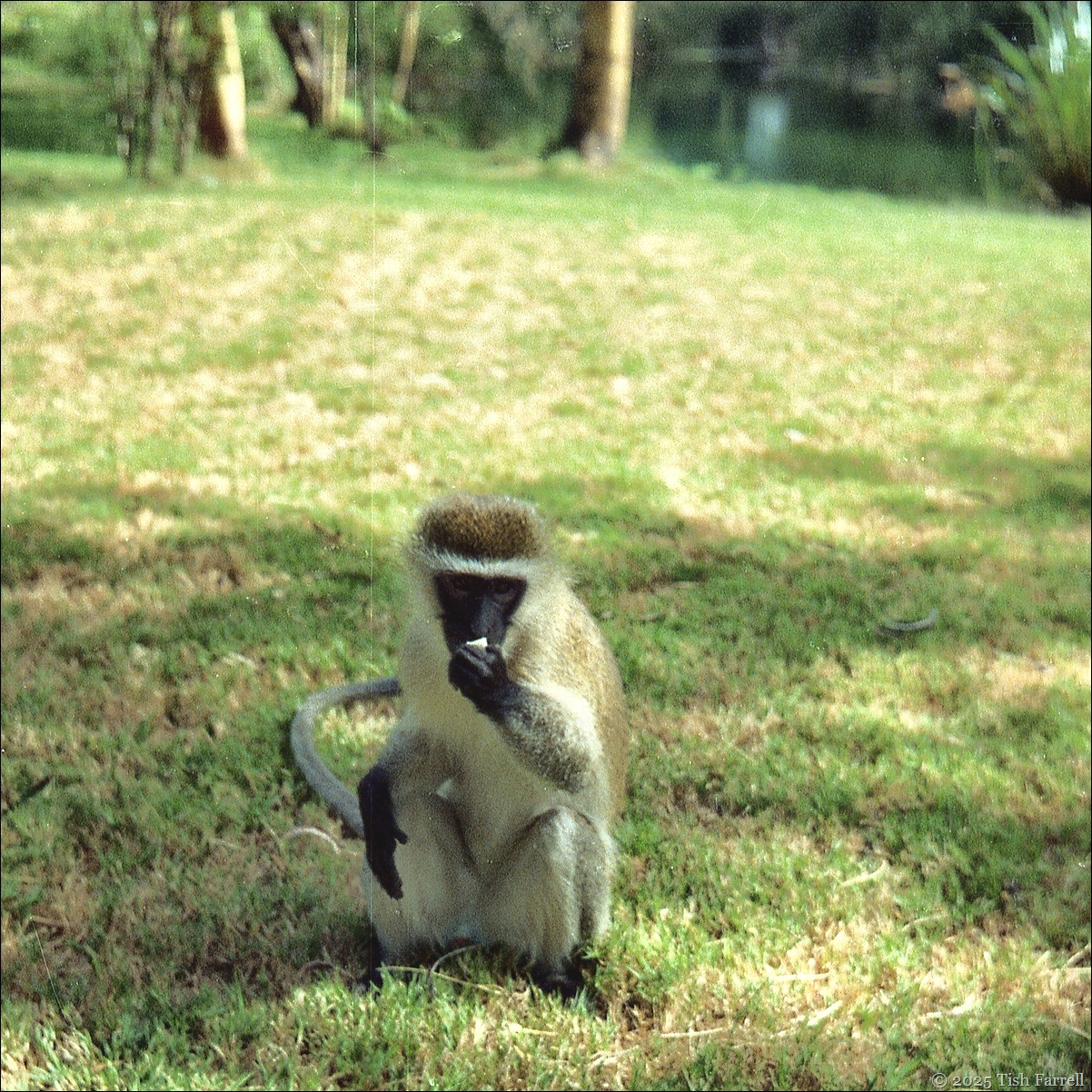vervet