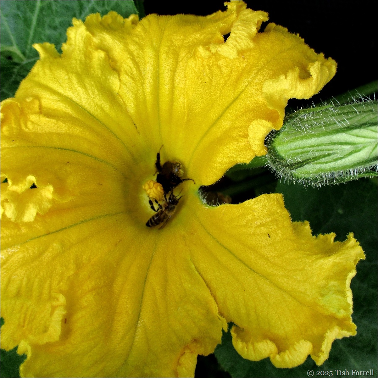 bees squash
