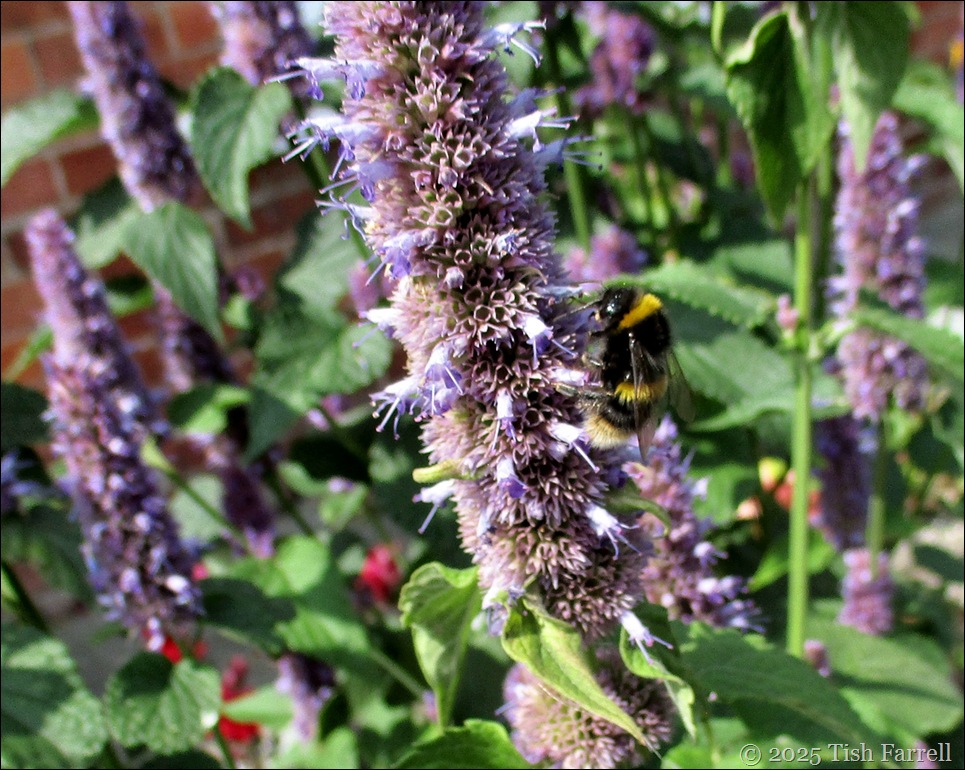 bumble agastache
