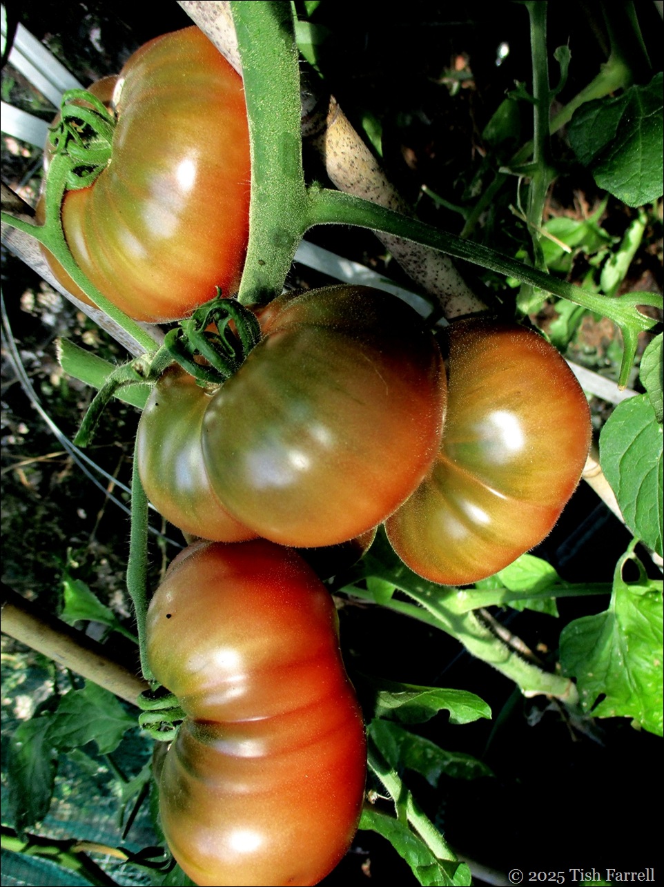 cherokee tomatoes
