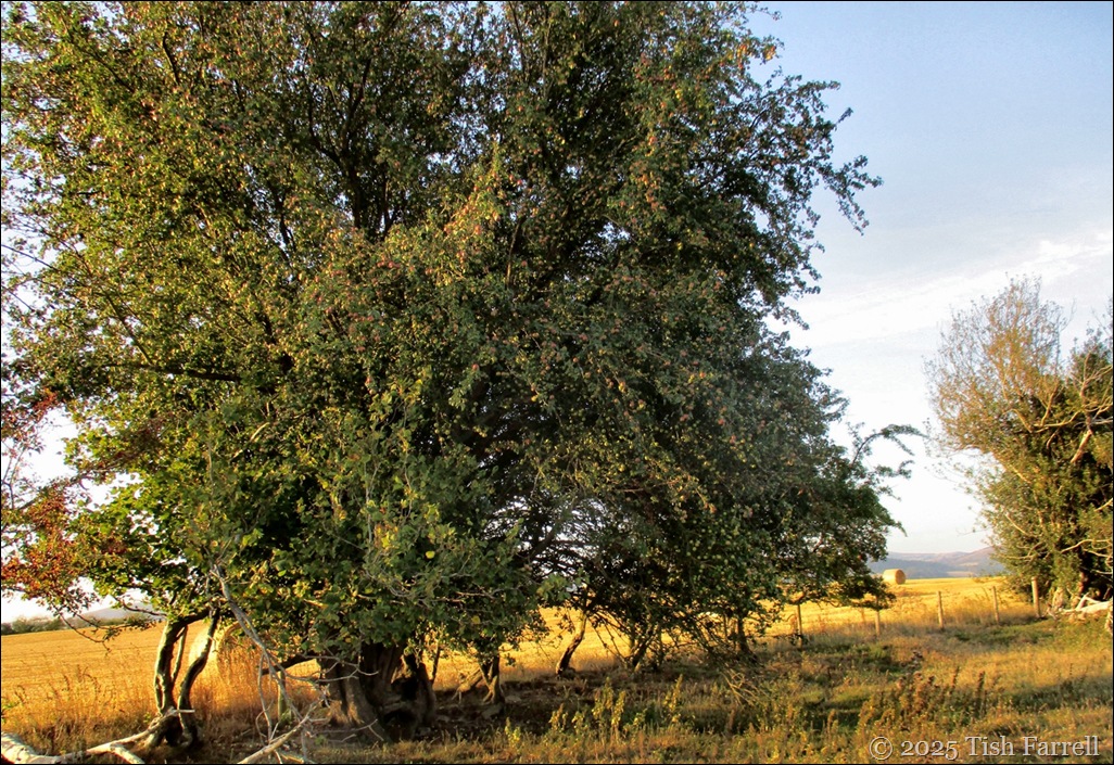 crab apple and haw accessories