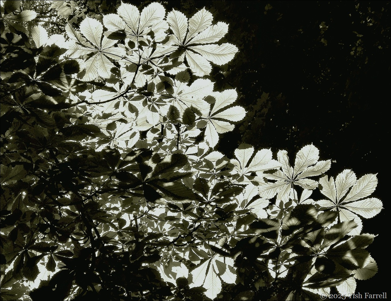 horse chestnut leaves ed