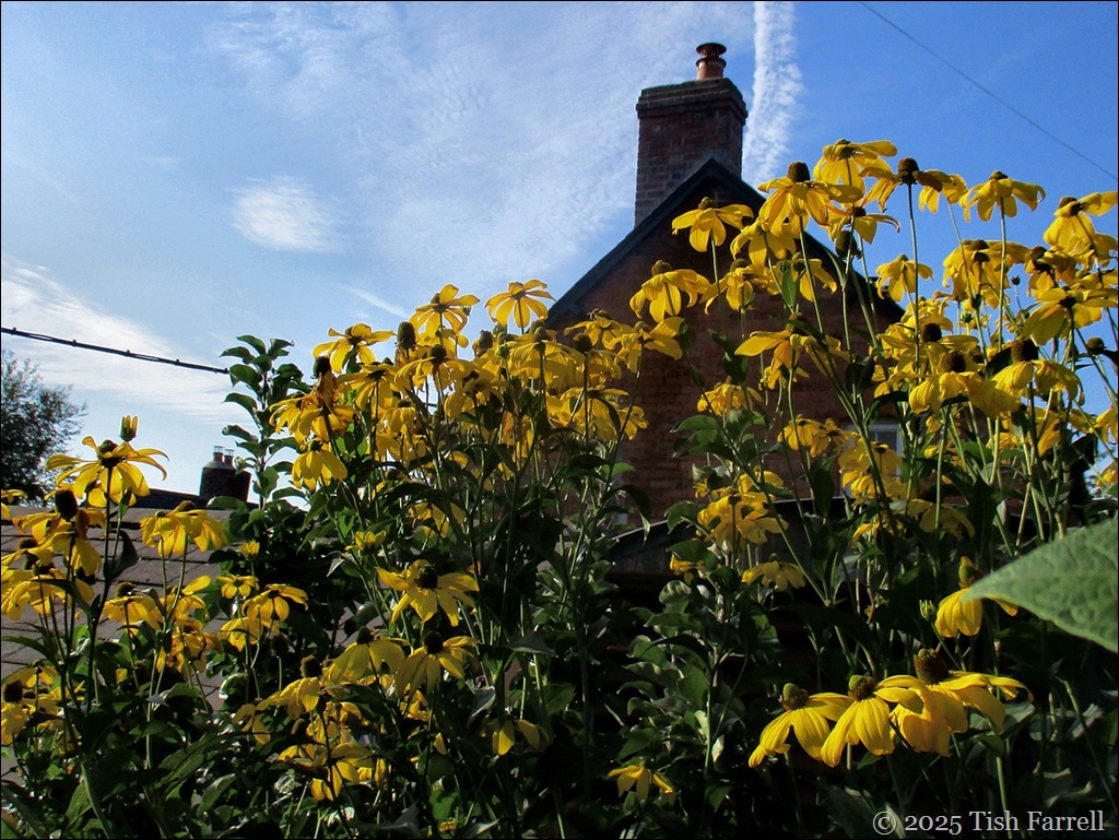 rudbeckia lacinata herbstone