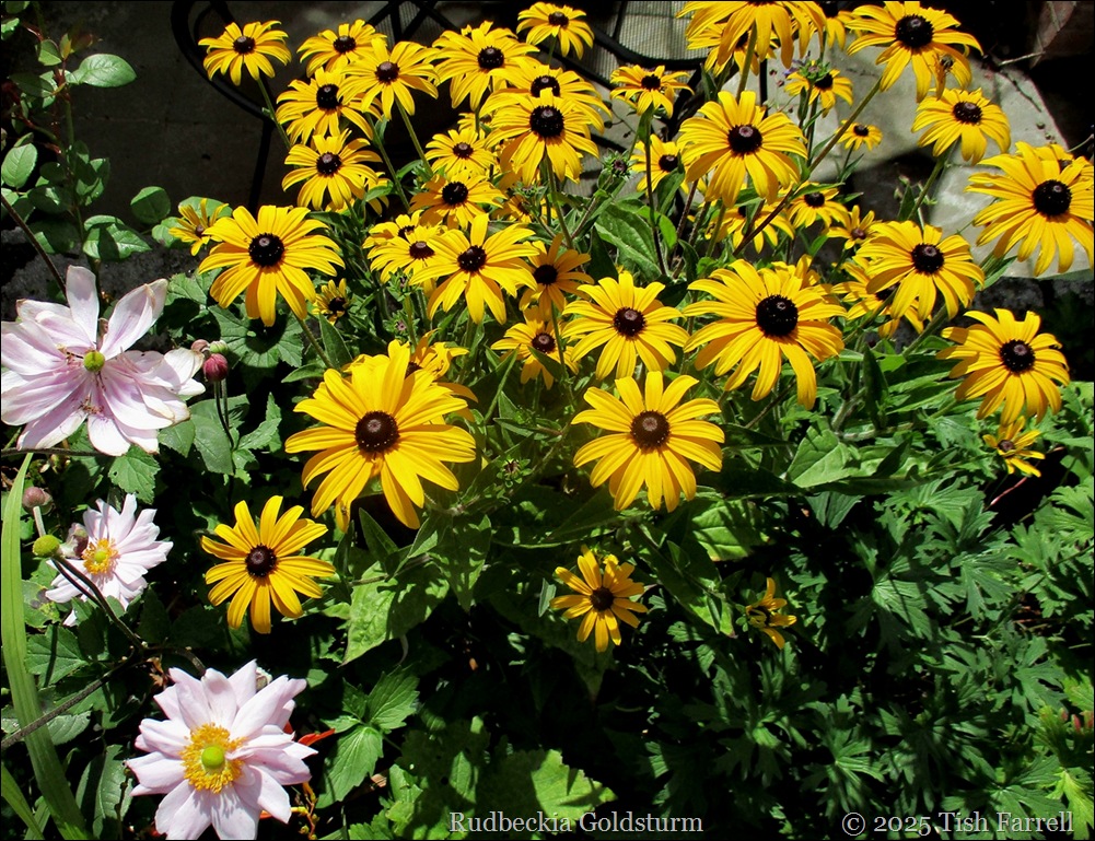 rudbeckia