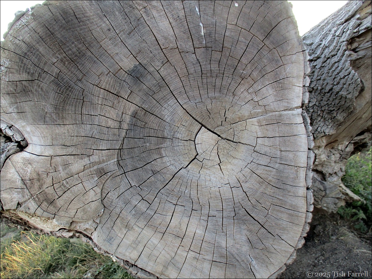 tree rings