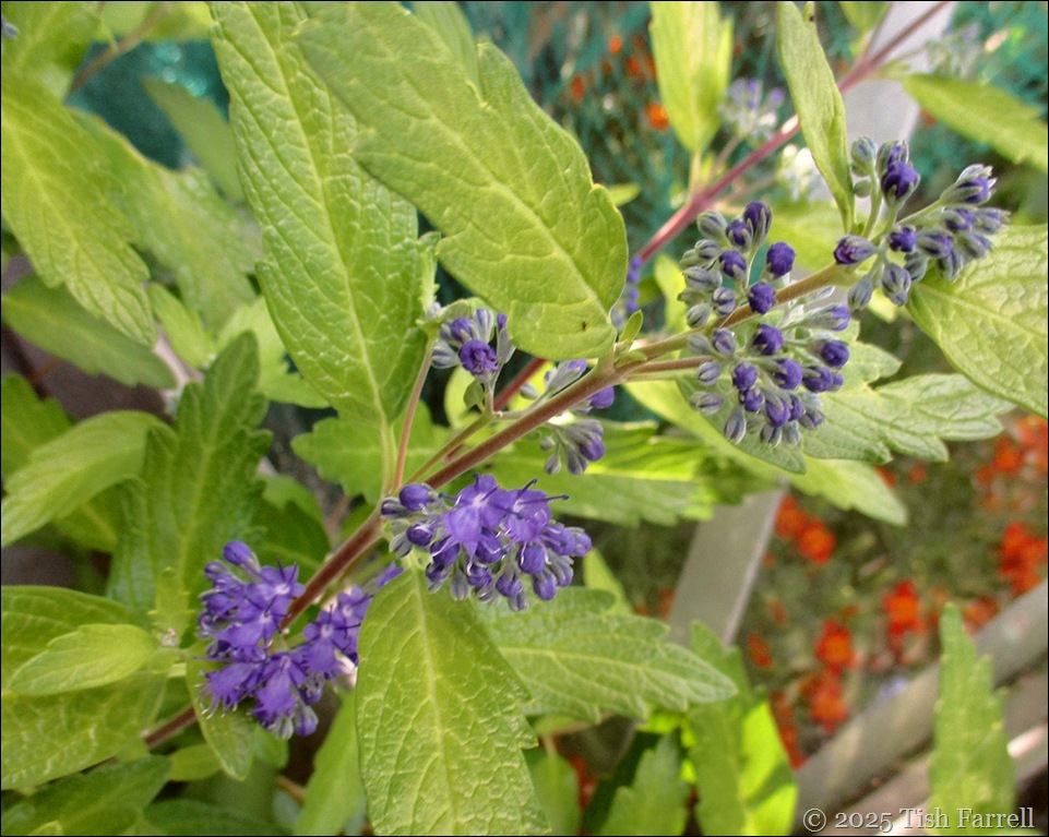 caryopteris details gold crest