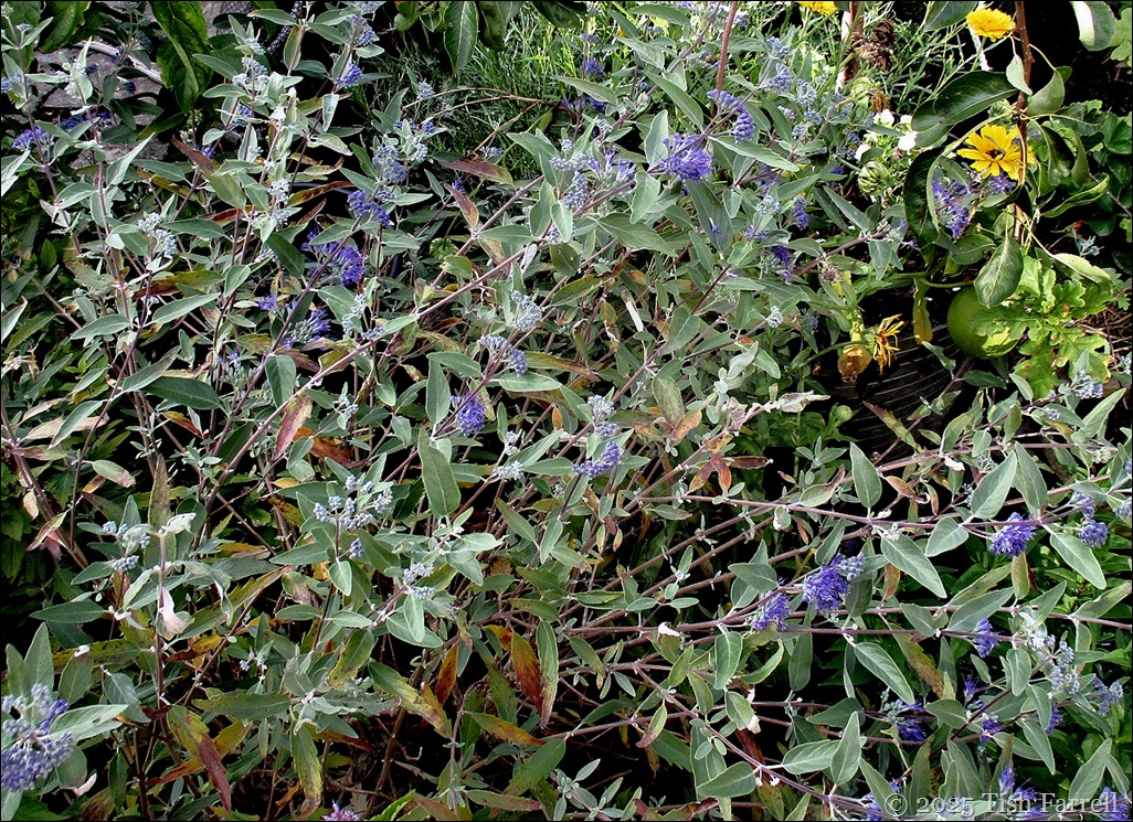 caryopteris heavenly blue