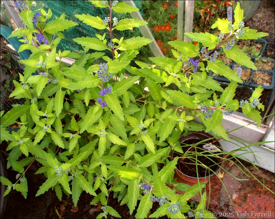 caryoptros gold crest